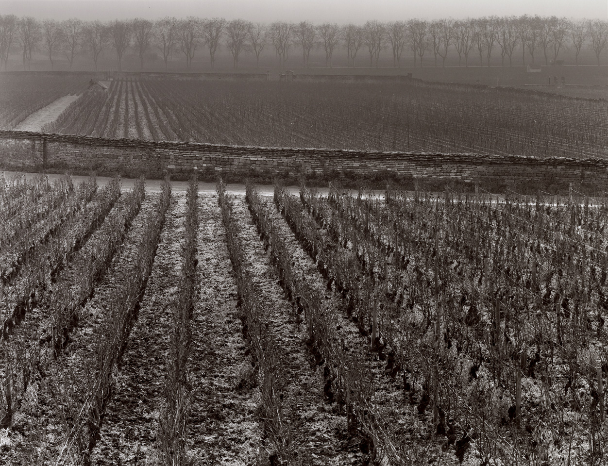 Paysage viticole des Côtes de Beaune