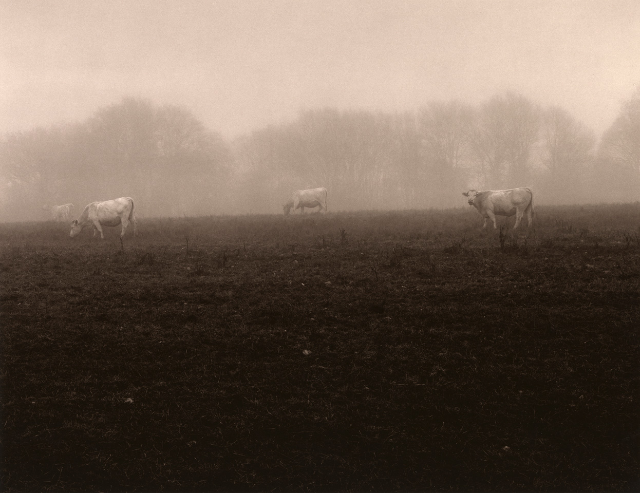 Troupeau de vaches dans le brouillard matinal