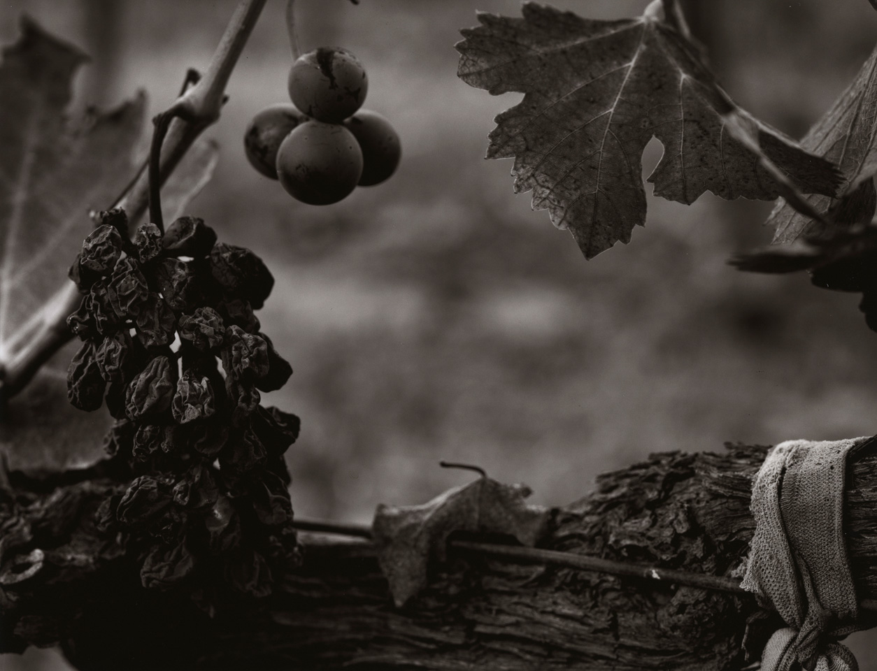 Vignes à Beaune un jour de pluie